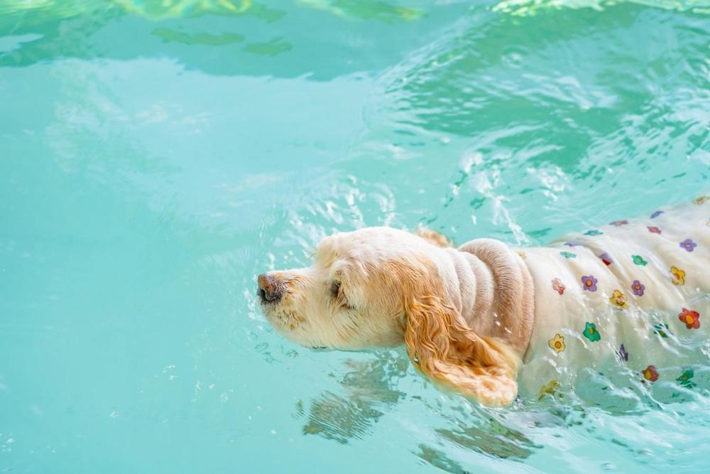 Taean Dog Day Pet Pool Villa المظهر الخارجي الصورة